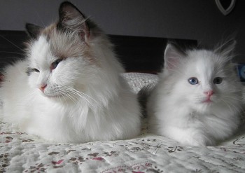 Ginger et son chaton - 8 semaines - Chatterie Ragdolls du Val de Beauvoir